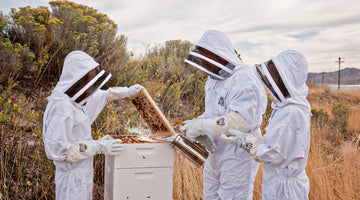 Common FAQs of Beginner Beekeepers