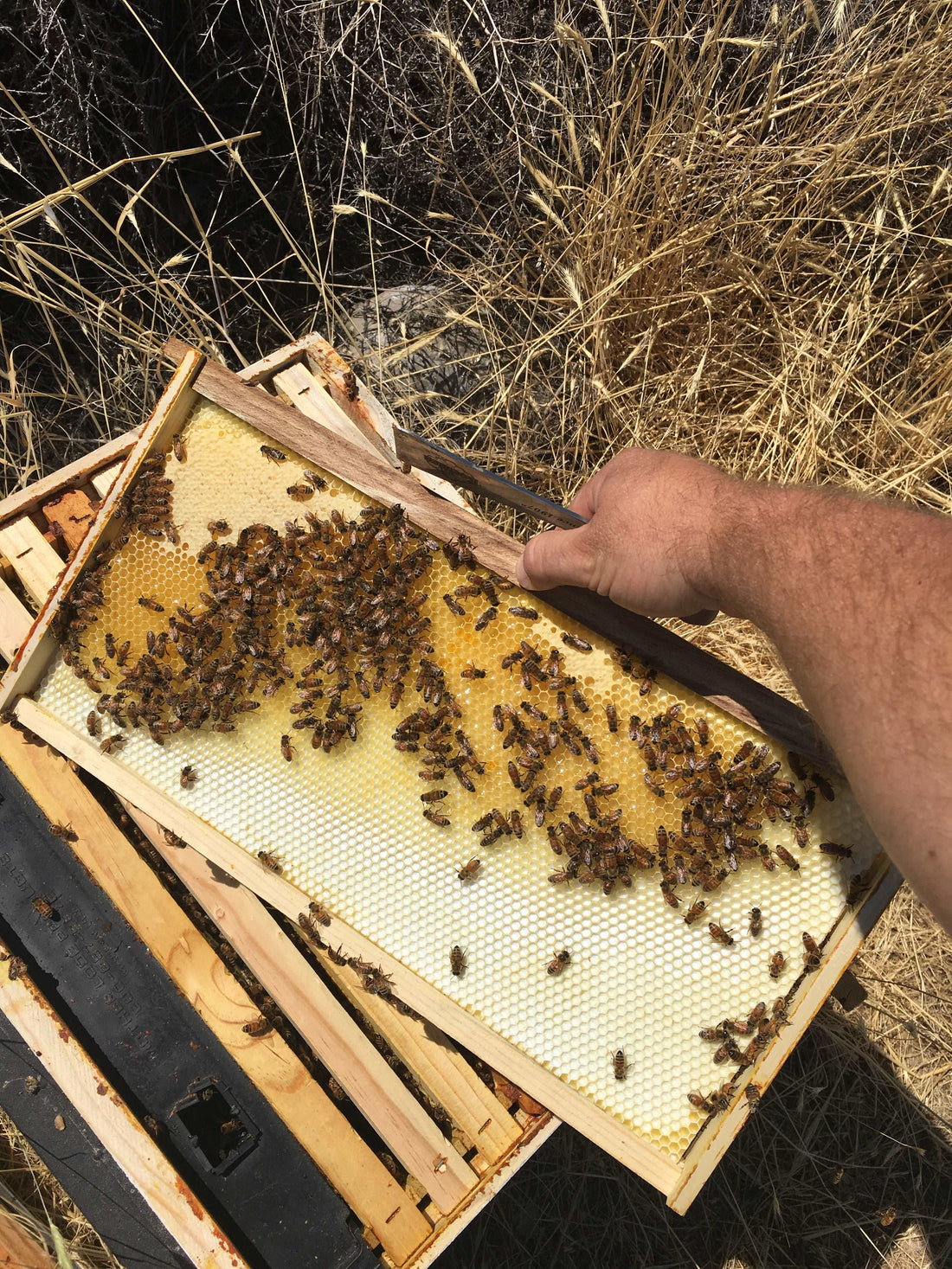Your First Hive Inspection After Installing Bees - Ag Manufacturing dba Harvest Lane Honey