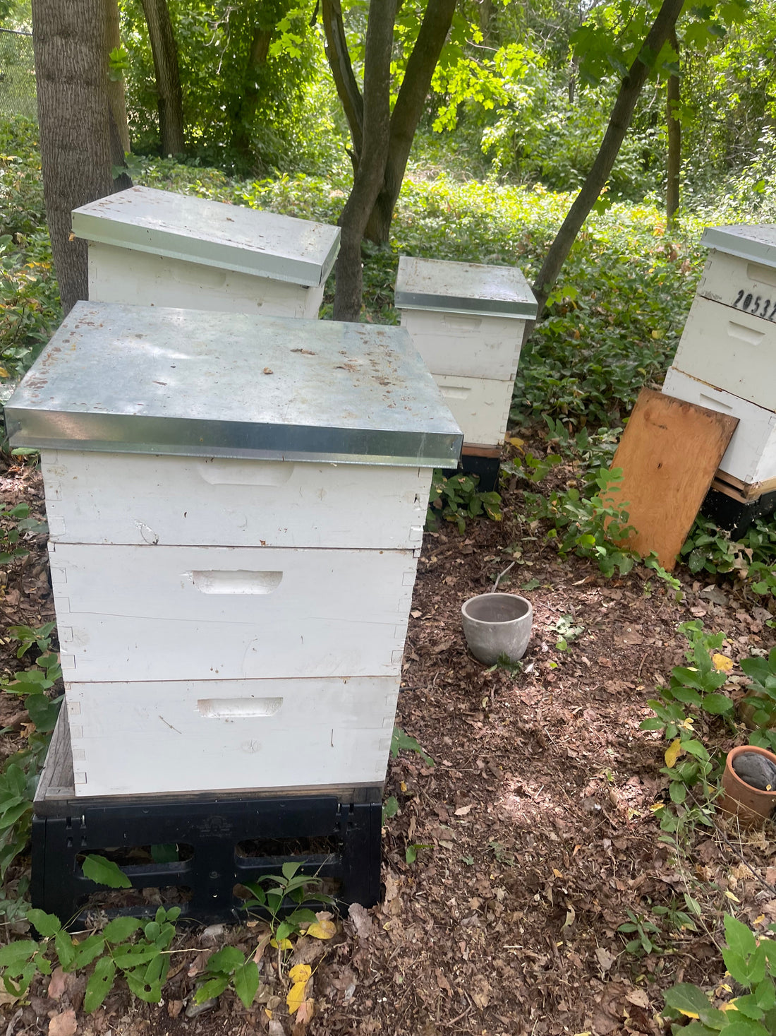 Summer beekeeping with a Langstroth hive, focusing on honey flow and hive strength in July.