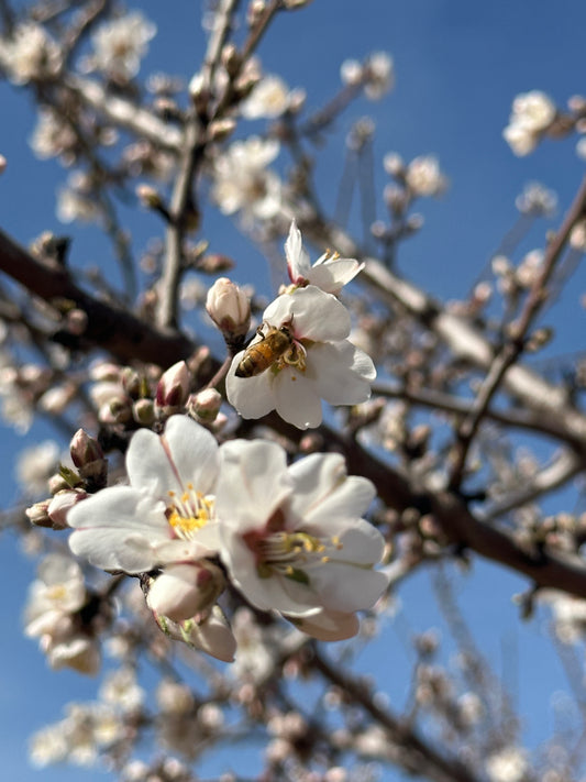 What is Commercial Beekeeping and Why is it Important?