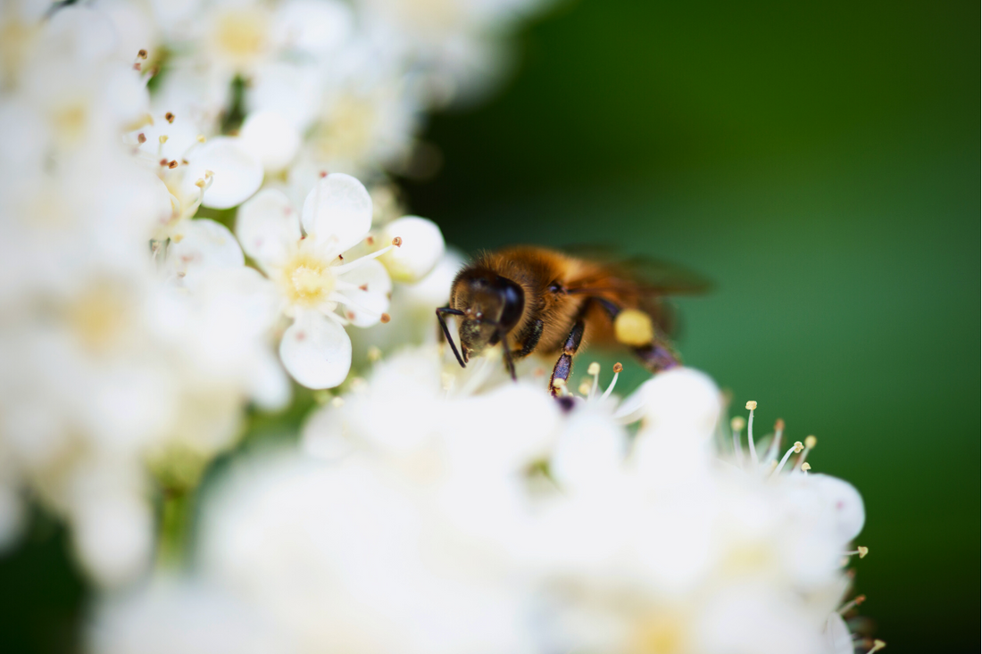 Saving the Bees: