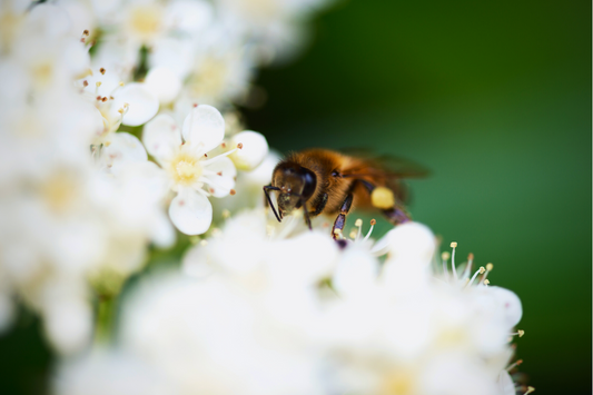 Saving the Bees: - Ag Manufacturing dba Harvest Lane Honey