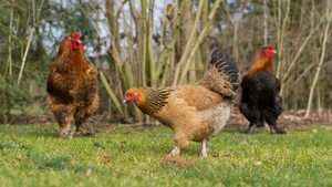 The Intriguing World of Chicken Breeds: