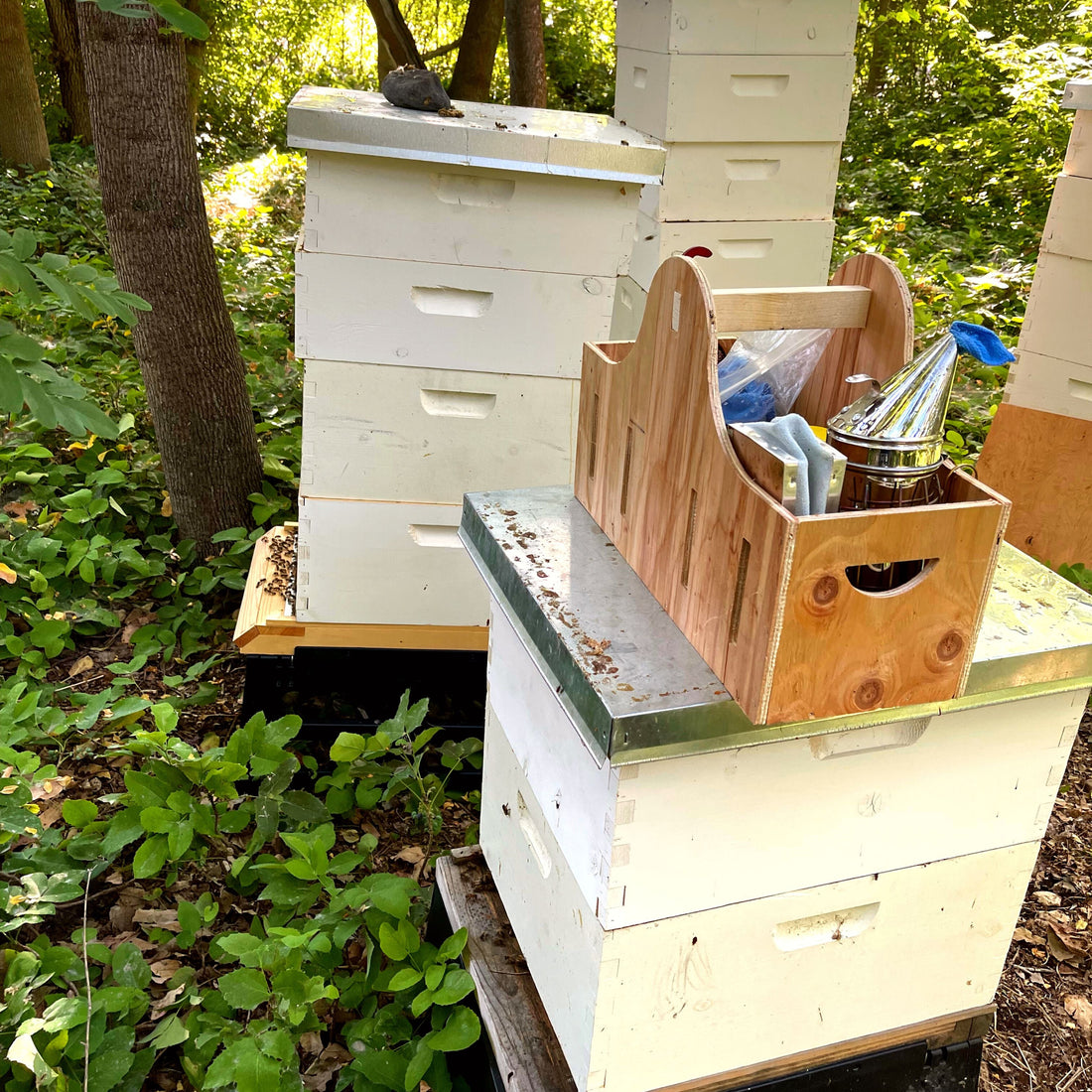 Spring Hive Maintenance - Ag Manufacturing dba Harvest Lane Honey
