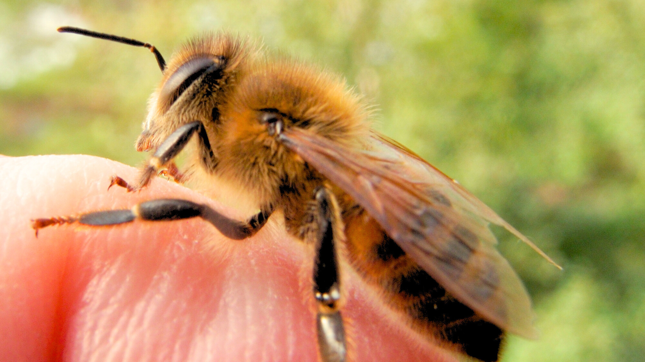Bize Bees The Buzz About Bees: