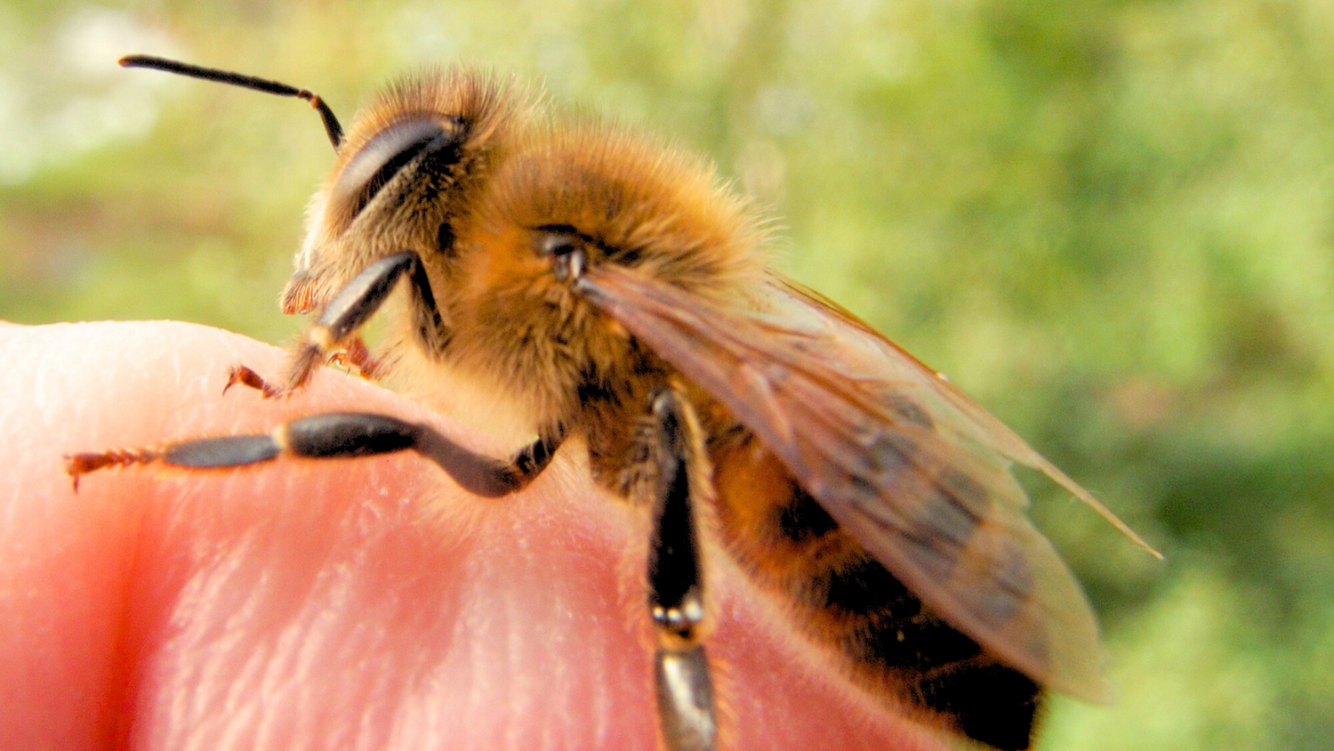 The Buzz About Bees Harvest Lane Honey