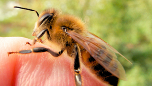 The Buzz About Bees: