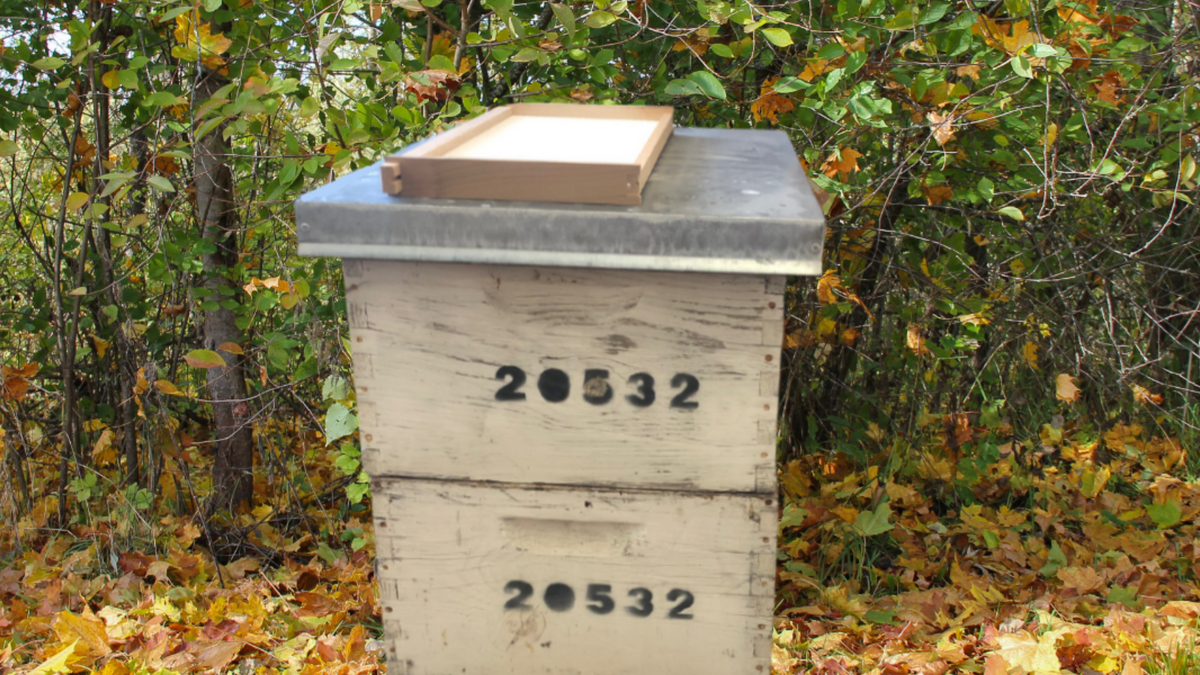 Feeding Bees In Fall – Ag Manufacturing dba Harvest Lane Honey