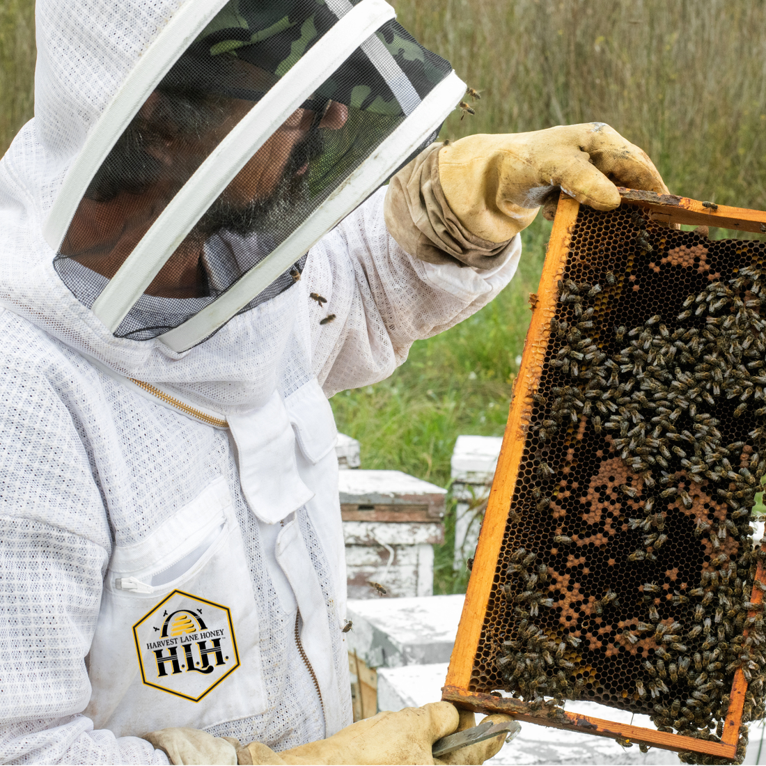 Small Hive Beetles (SHB) - Ag Manufacturing dba Harvest Lane Honey