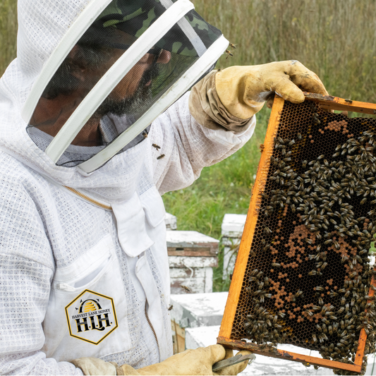 Small Hive Beetles (SHB) - Ag Manufacturing dba Harvest Lane Honey