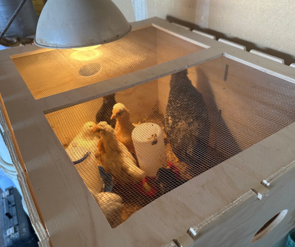 Baby Chick Care at Harvest Lane Farms: Meet Our Versatile and Easy-to-Store Chicken Brooder Box! - Ag Manufacturing dba Harvest Lane Honey