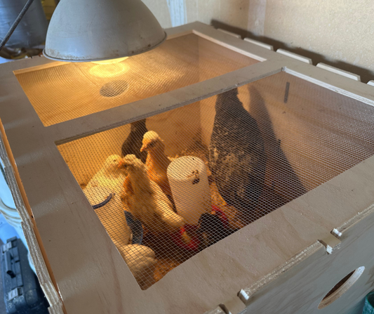 Baby Chick Care at Harvest Lane Farms: Meet Our Versatile and Easy-to-Store Chicken Brooder Box! - Ag Manufacturing dba Harvest Lane Honey