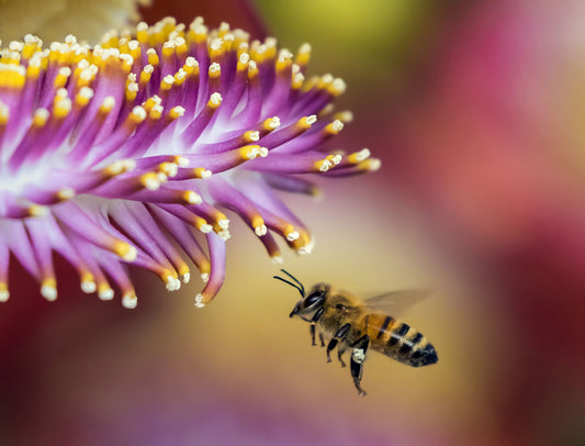 Thinking About Getting into Beekeeping?