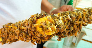 Addressing a weak hive