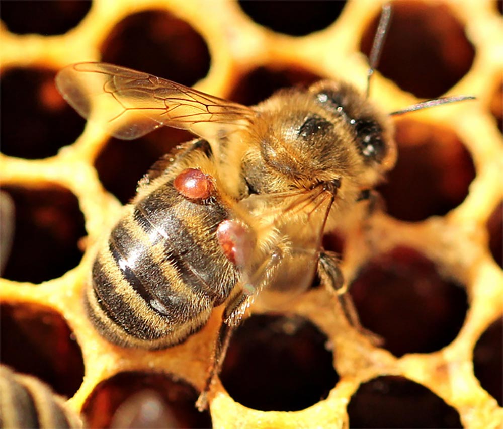 Dealing with Hive Beetles and Varroa Mites - Ag Manufacturing dba Harvest Lane Honey