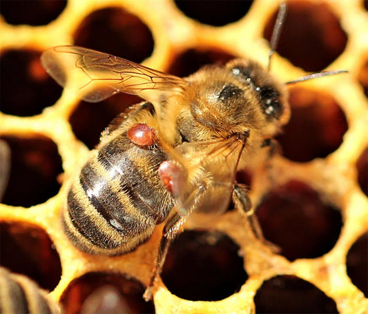Dealing with Hive Beetles and Varroa Mites - Ag Manufacturing dba Harvest Lane Honey