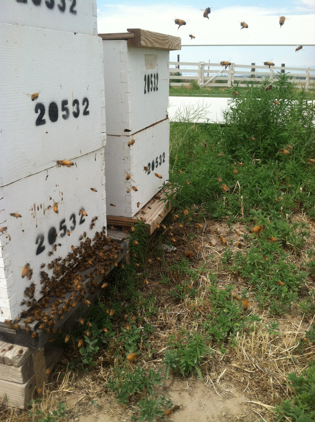 Mid-Summer Beekeeping: Managing Nectar Dearth & Drought - Ag Manufacturing dba Harvest Lane Honey