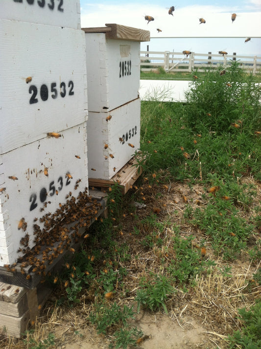 Mid-Summer Beekeeping: Managing Nectar Dearth & Drought - Ag Manufacturing dba Harvest Lane Honey