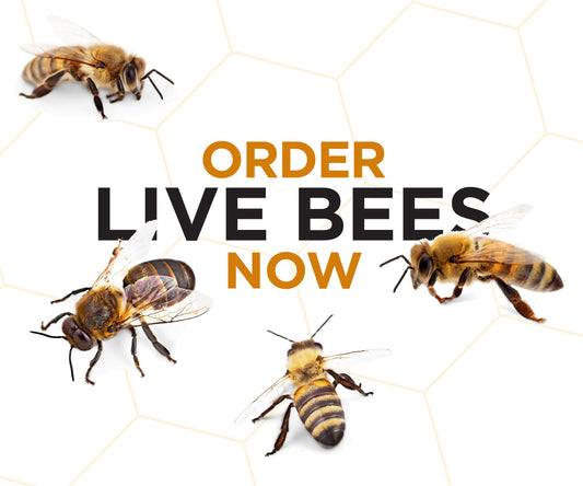 Order Live Bees From Our Dealers