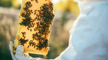 Selecting Protective Beekeeping Clothing