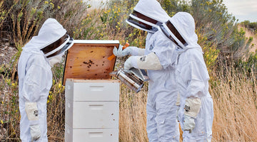 Backyard Beekeeping Trend Keeps TSC Buzzing