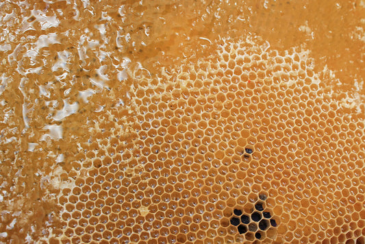 How do you Harvest Honey From Your Beehive?