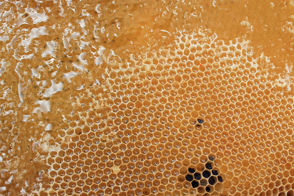 How do you Harvest Honey From Your Beehive? - Ag Manufacturing dba Harvest Lane Honey