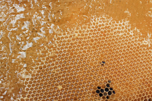 How do you Harvest Honey From Your Beehive? - Ag Manufacturing dba Harvest Lane Honey