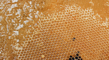 How do you Harvest Honey From Your Beehive?