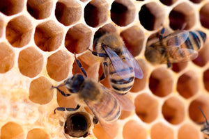 A Day in the Life of Honey Bees