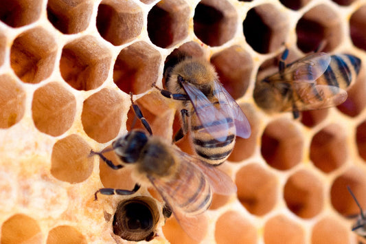 A Day in the Life of Honey Bees - Ag Manufacturing dba Harvest Lane Honey
