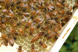 What Bees are Right for Your Hive and Needs?