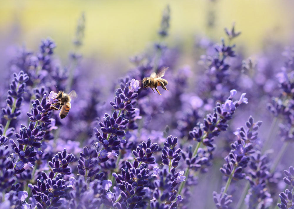 Trees, Flowers and Herbs That Attract Bees