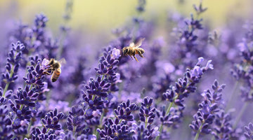 Trees, Flowers and Herbs That Attract Bees