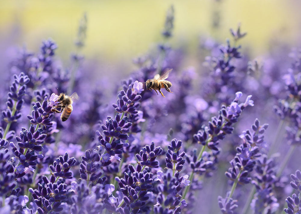 Trees, Flowers and Herbs That Attract Bees - Ag Manufacturing dba Harvest Lane Honey
