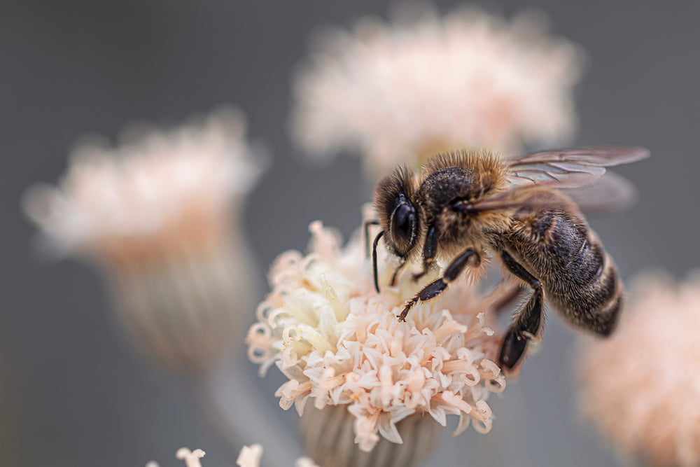 How to Help Save the Bees