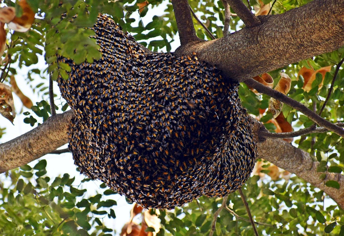 Beeswax Swarm Lure - Ag Manufacturing dba Harvest Lane Honey