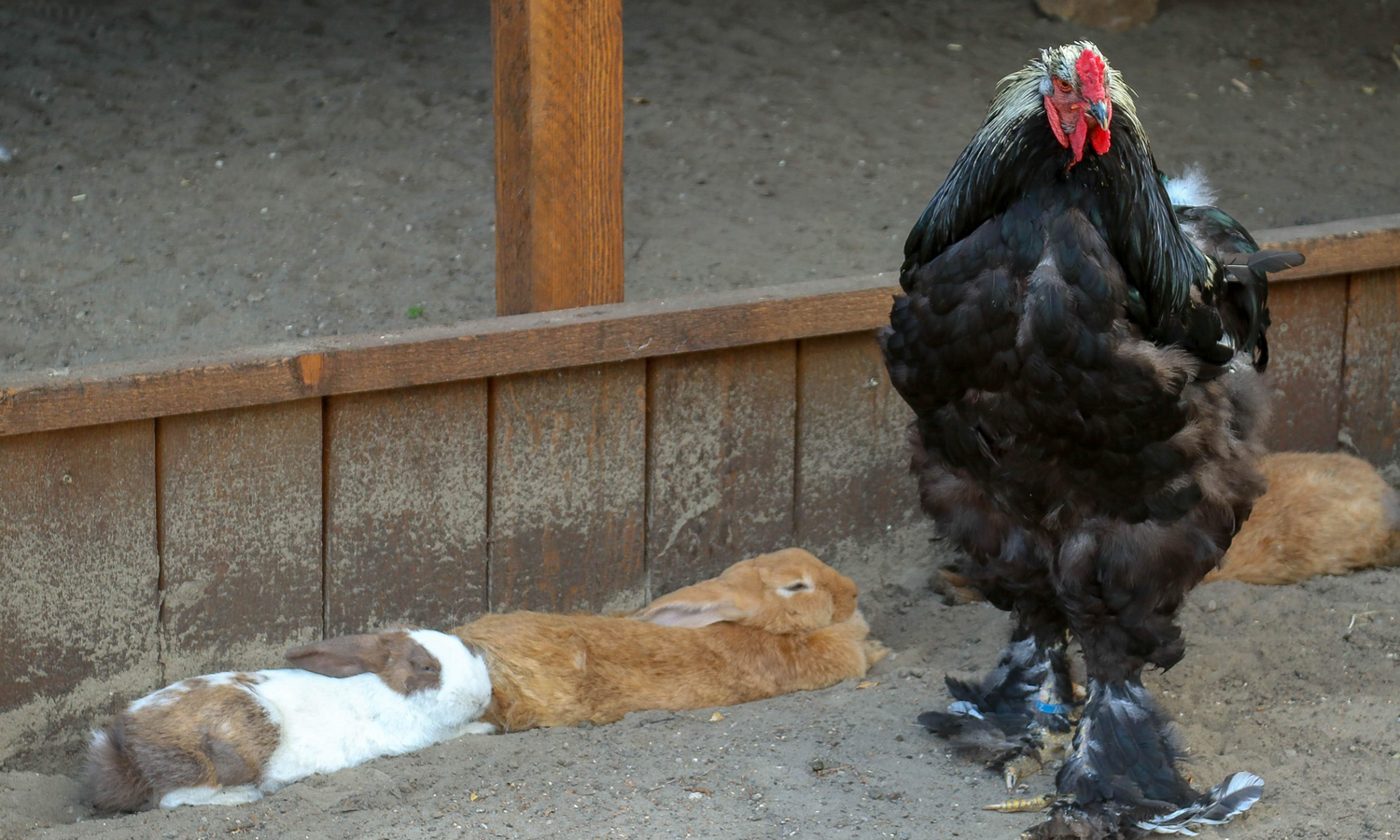 Harvest Lane Farm