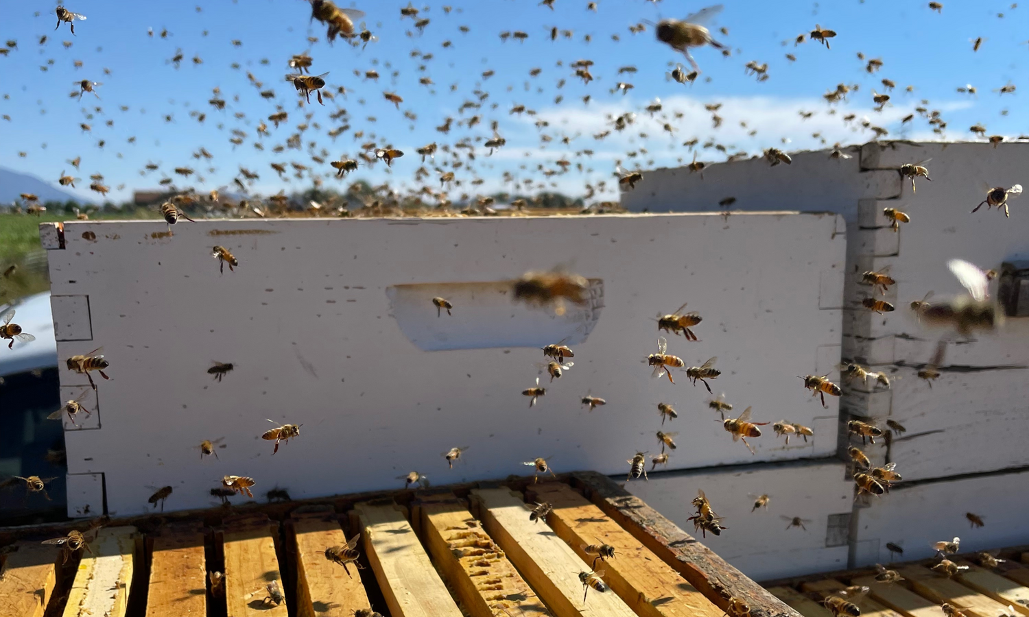 Harvest Lane Honey