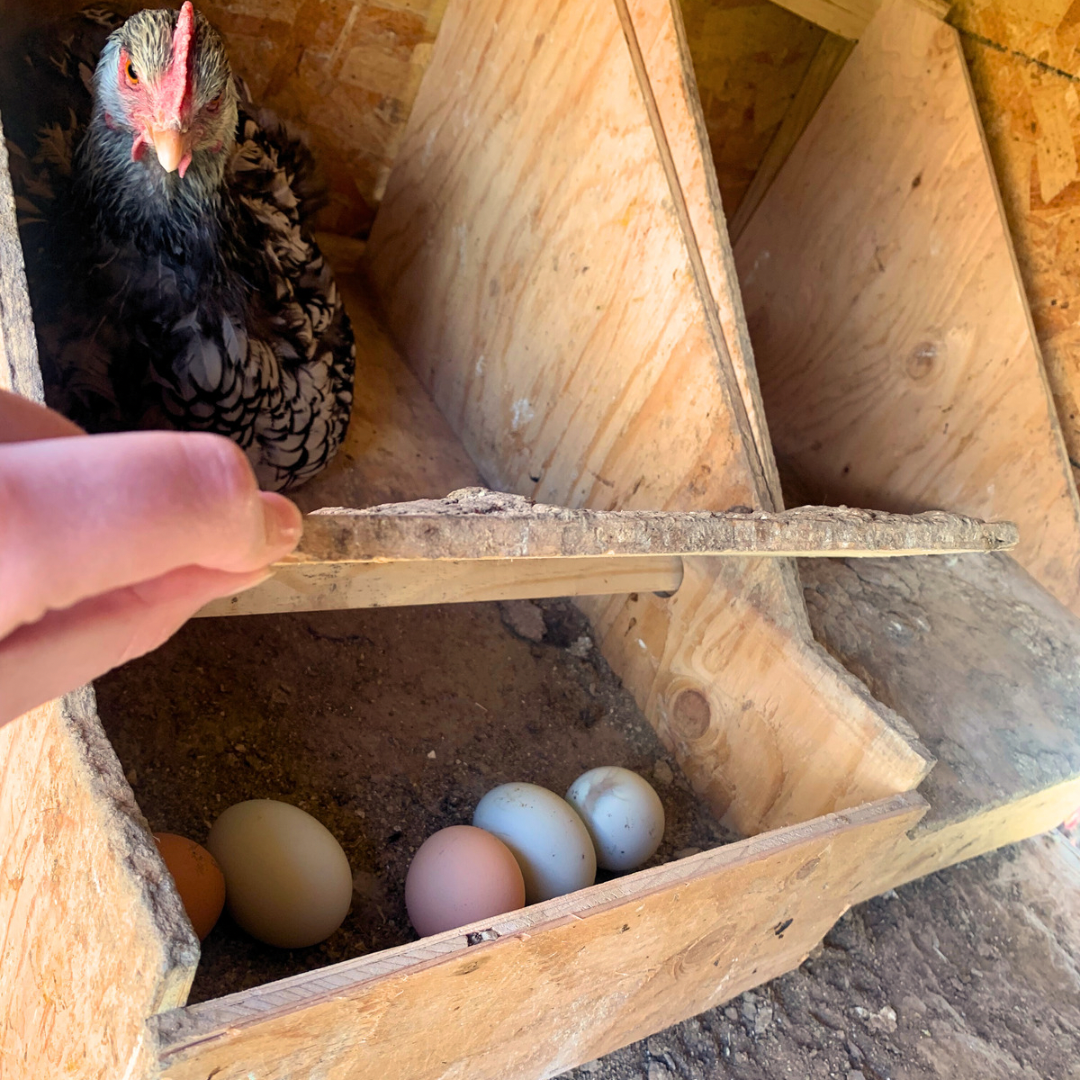 Rollaway Nesting Box – Ag Manufacturing dba Harvest Lane Honey