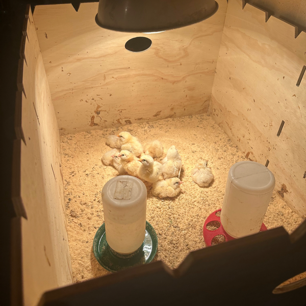 Chick Brooder Box