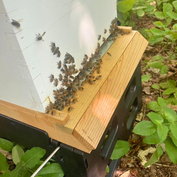 Screened Bottom Board for 10 Frame Hives