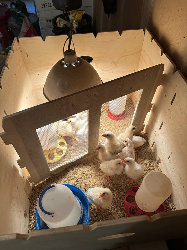 Chick Brooder Box