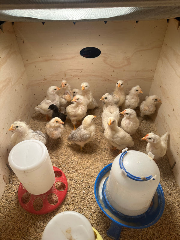 Chick Brooder Box