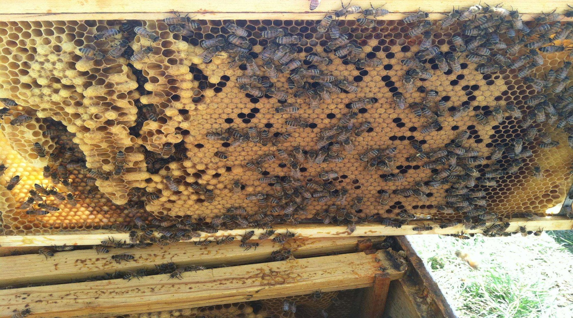 Deep Assembled Frame with Foundation in Natural or Black (1 or 5 pk) - Harvest Lane Honey