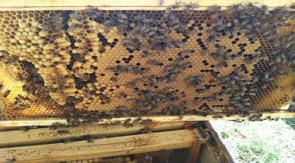 Deep Assembled Frame with Foundation in Natural or Black (1 or 5 pk) - Harvest Lane Honey