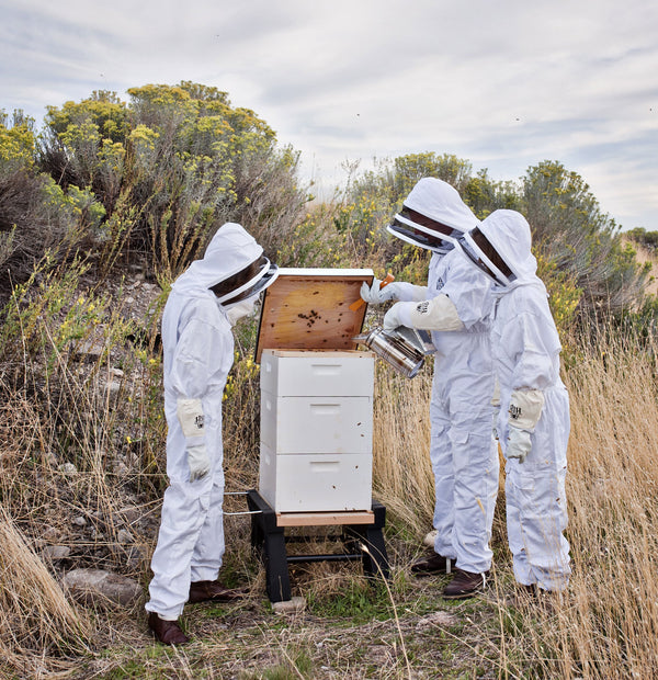 Large Backyard Beekeeping Kit with Accessories & Clothing - Harvest Lane Honey