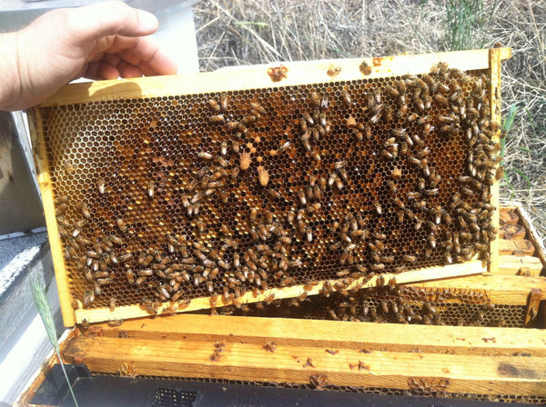 Deep Plastic Beeswax Coated Foundation (1 or 5 pk) - Harvest Lane Honey