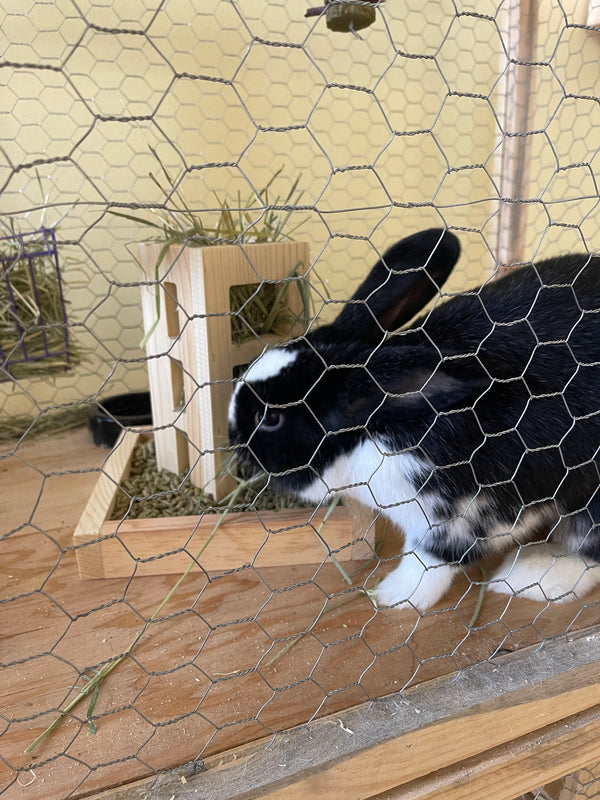 2-IN-1 Rabbit Feeder