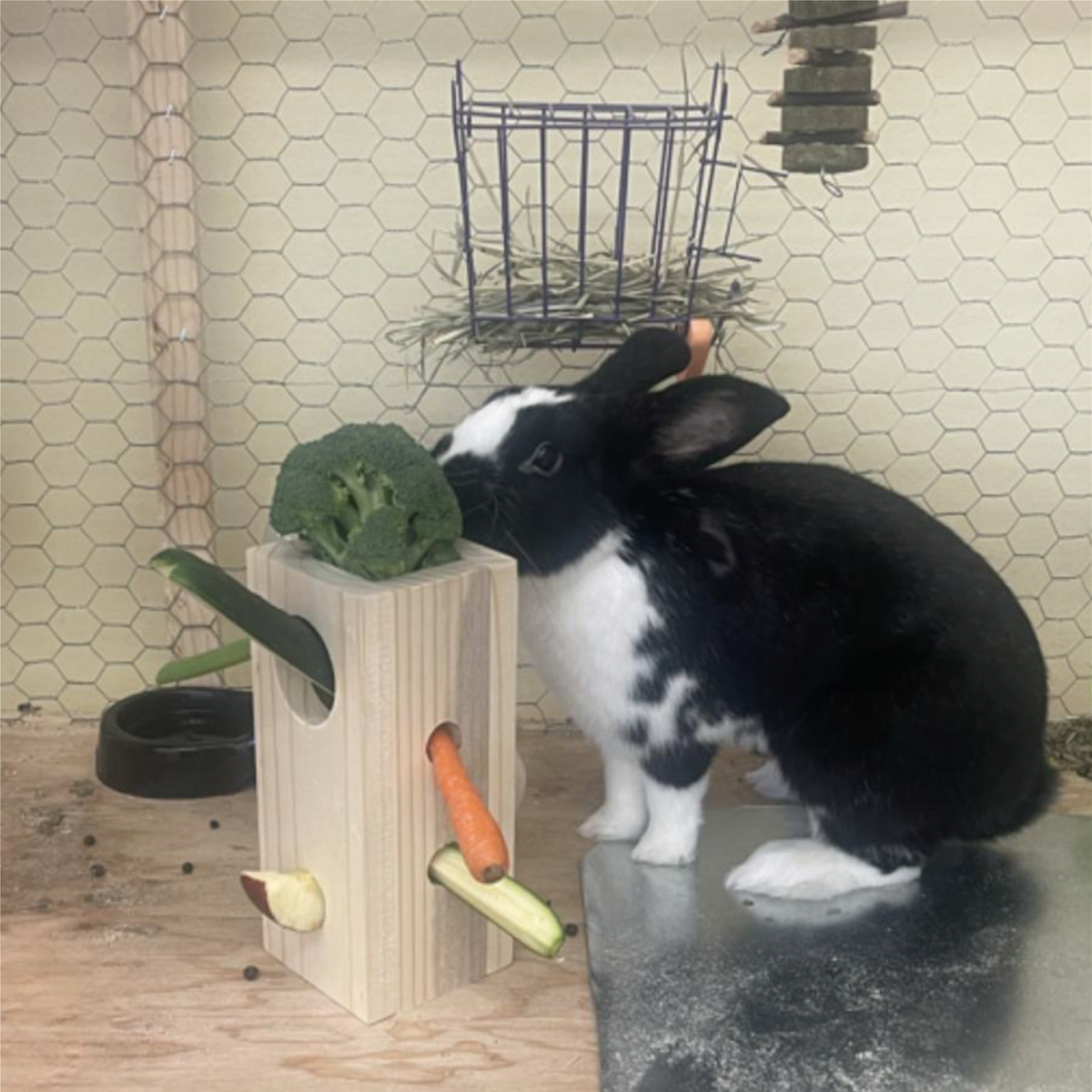 WWFDR-102LIFESTYLE2_1200x1200.png?v=1674161201